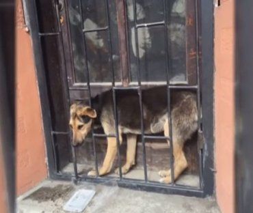 В Закарпатье прохожие спасли собаку