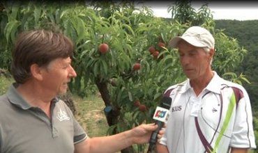 Первый урожай персиков на Черной горе