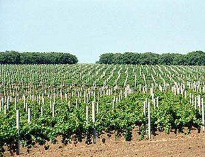 В Закарпатье семейные виноградники могут дать уникальные сорта вина