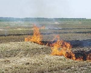 С начала года пожары в экосистеме случались уже 568 раз