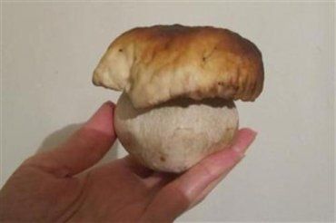 Возле Ужгорода уже можно найти первые белые грибы