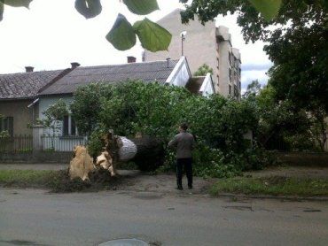 В Ужгороде деревья падают на дорогу, дома и автомобили