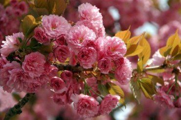 Посмотреть на цветение сакуры в Ужгороде можно 12-13 апреля