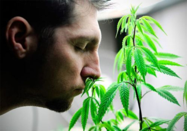 Лицензия на выращивание марихуаны стоит около 100 евро