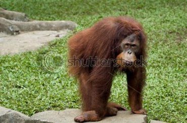 Орангутан Ноня сама фотографирует в зоопарке Вены