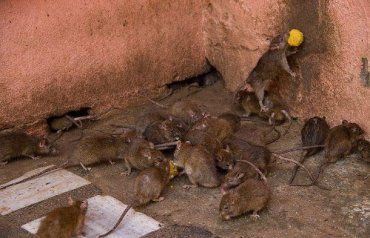 В Ужгороде крысы атакуют автомобили и детские площадки