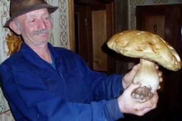 В закарпатском лесу нашли огромный белый гриб весом в 2 кг