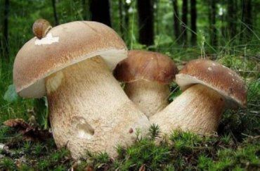 В горах Закарпатья полно белых грибов - как летом, так и зимой