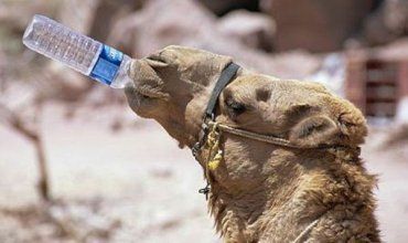 В пустыне Сахара верблюдов иногда балуют питьевой водой туристы