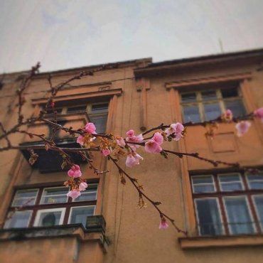 В сети Facebook появилась фотография цветущей сакуры в городе Мукачево