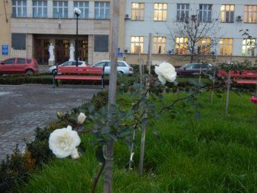 Вот вам и новая аномалия на пороге зимы: в Ужгороде вовсю зацвели розы