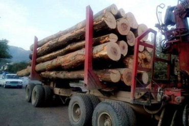 В Закарпатье массово вырезают лес: древесину вывозят эшелонами