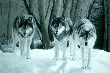 В Закарпатье нападение волков на человека явление редкое