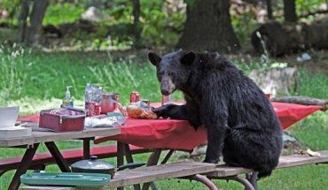 Голодный медведь пришел к закарпатцу немного поесть лакомств
