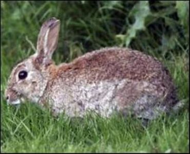 Шведы отстреливают кроликов и используют в качестве биологического топлива