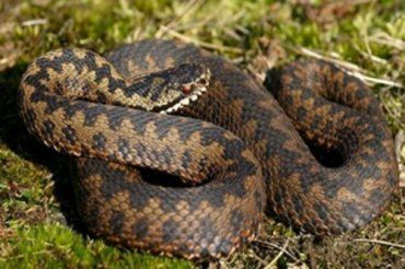 За сутки от укусов змей в Карпатах пострадали три человека