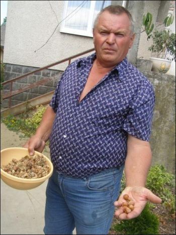 Иван Федак выращивает под фундуком белые грибы