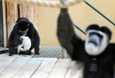 В Гданьском зоопарке растет симпатичная белая обезьянка
