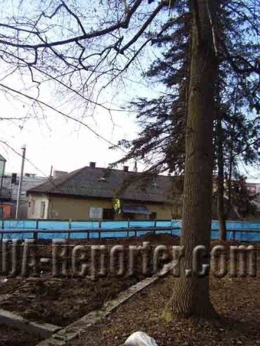 Городская власть уже добралась до тюльпанного дерева в центре Ужгорода