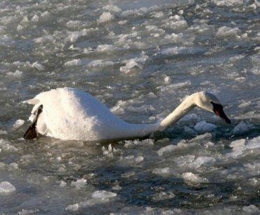 Іршавський район: працівники ДСНС врятували лебедя.