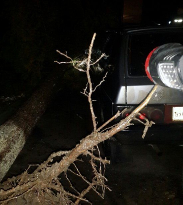 Дерево впало на автівки на подвір’ї п’ятиповерхового житлового будинку.