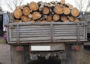 На Закарпатті деревину перевозили за підробленими документами