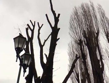 Обрізка дерев в Ужгороді: суперечки навколо болючого питання