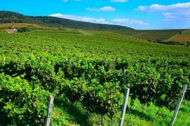 Рельєфна місцевість Закарпаття сприяє розвитку виноградарства