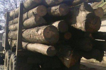 Патрульні в Ужгороді попередили незаконне перевезення деревини