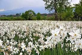 Долина нарцисів. Пік цвітіння нарцисів припадає на кінець першої декади травня.