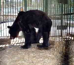 У Національному парку «Синевир» поселився ведмідь Кузьма.