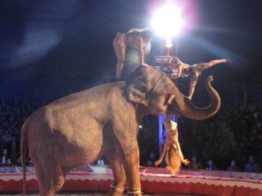 Резонансний «Grand Circus Budapest» дав перші вистави в Берегові