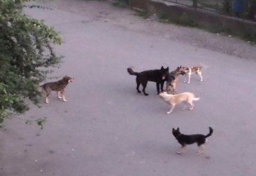 Вночі собаки стають безроздільними господарями міста Виноградів.