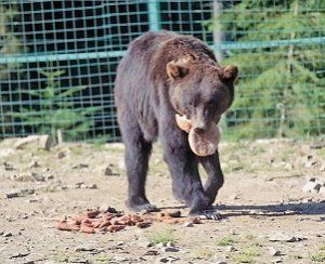 Активісти виявили у лісництві двох змордованих бурих ведмедів.