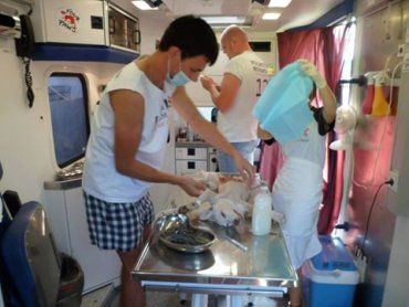 На следующей неделе в Ужгороде начнут стерилизацию бездомных собак
