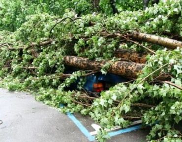 В Ужгороде от упавшего дерева пострадали две иномарки