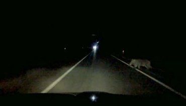 Відео зіткнення автомбіля з кабаном на трасі біля Ужгорода