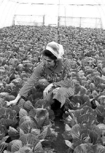 Закарпатская семья занимается выращиванием капусты на продажу 18 лет