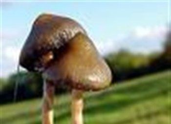 Галлюциногенные грибы на Закарпатье