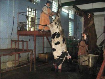 В прошлом году на Береговском мясокомбинате ежедневно забивали минимум 15 коров.