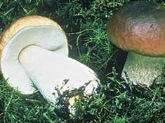На дне рождения во Львове шесть человек отравились грибами