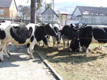10 племінних корів отримала у подарунок громада закарпатського с.Нижнє Селище
