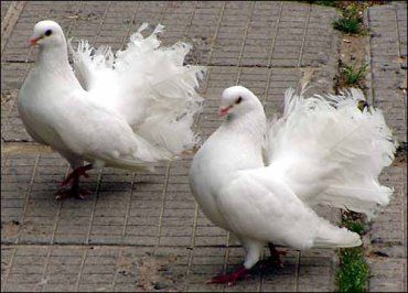 Белые голуби.
