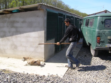 В Мукачево по-зверски издеваются над собаками в приюте