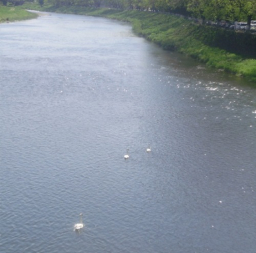 Три лебедя плавають у річці Уж на радість мешканцям Ужгорода