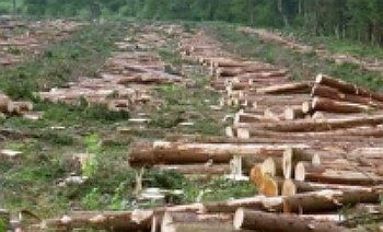 Україна не отримає від ЄС 1,2 млрд євро, якщо не поступиться лісом