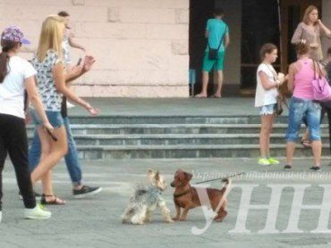 В Ужгороді відбувся парад собак.
