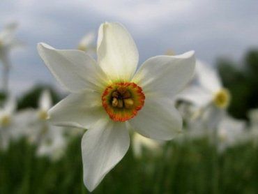 Пік цвітіння Долини нарцисів припав на 10-11 травня