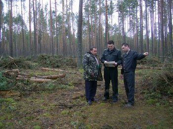 На Закарпатье незаконно вырубили 531 куб. м. леса