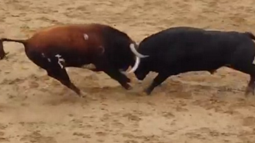 В Іспанії два бика померли після зіткнення лобами на арені.